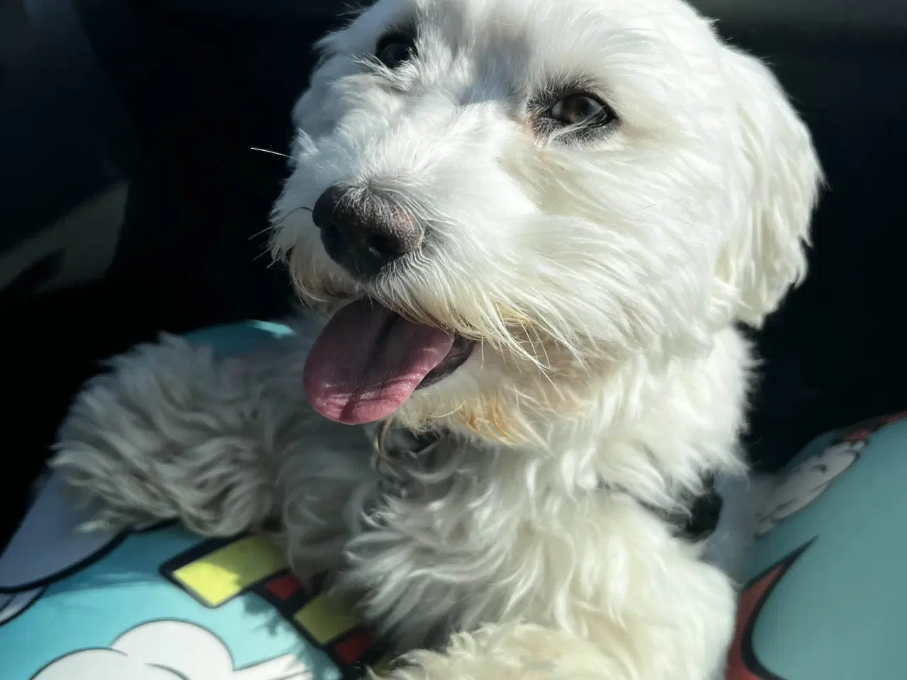 Billede 3 - 3 årige Luna (bichon havanais) søger nyt hjem
