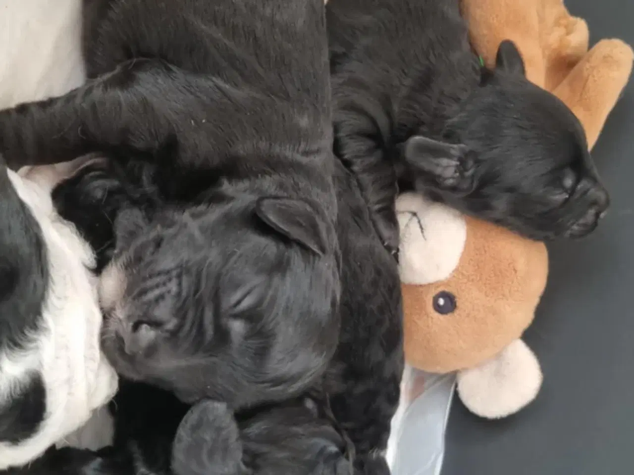 Billede 10 - Skønne Cavapoo-hvalpe – 4 piger og 2 drenge – k
