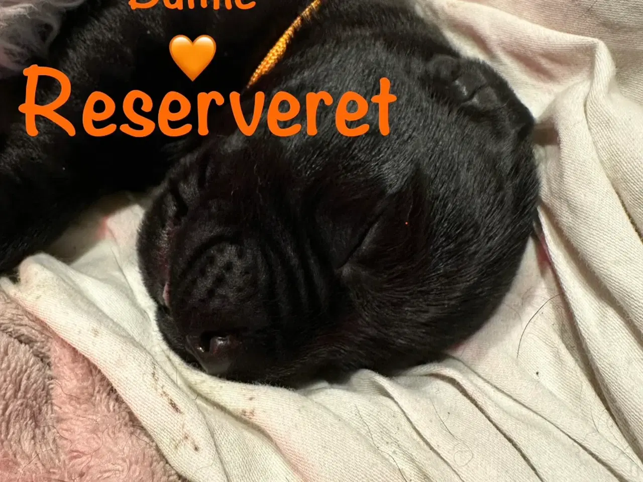 Billede 17 - Lækre Labrador Hvalpe Basser reserveret 😍