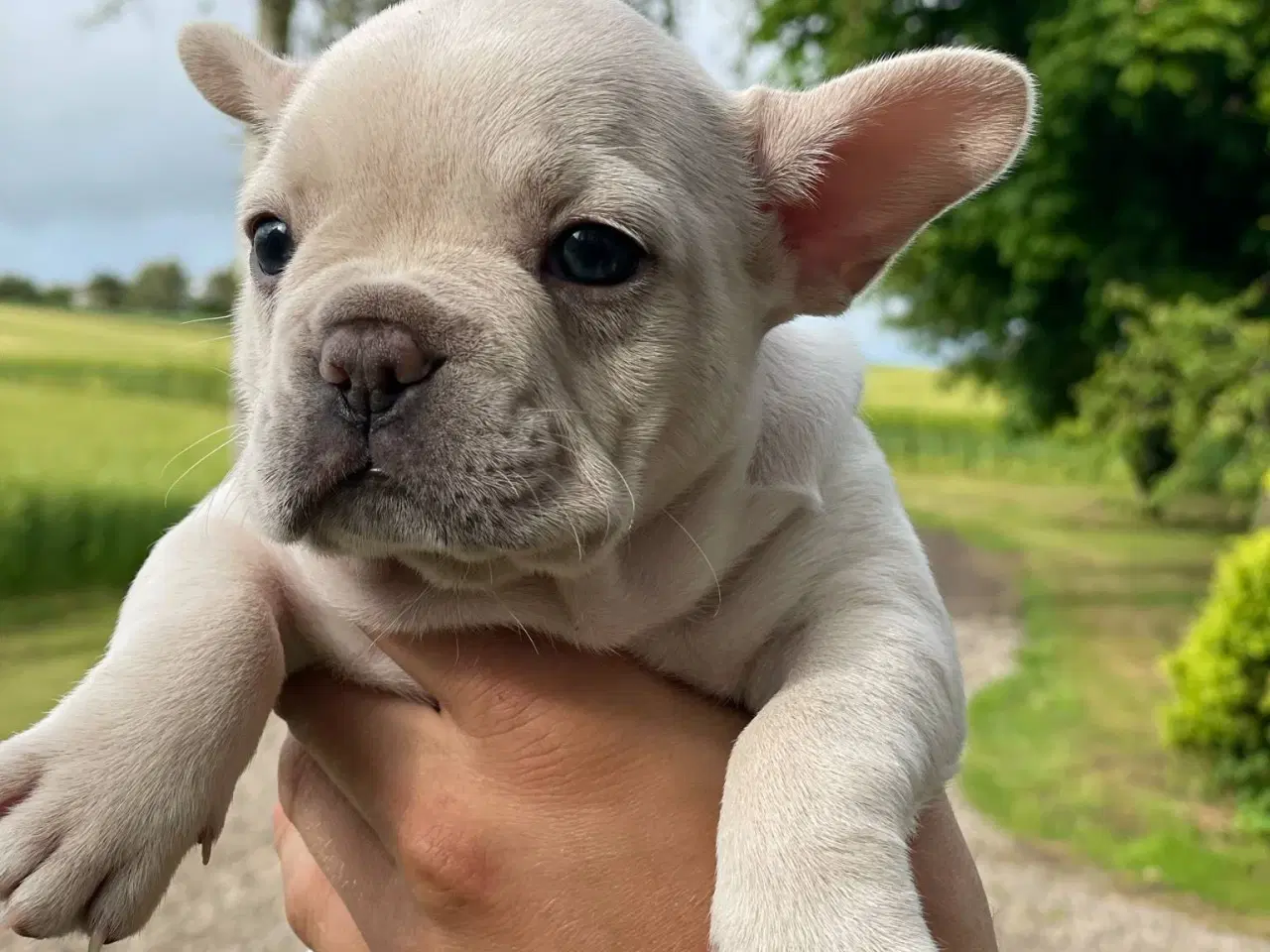 Billede 9 - Franske bulldog hvalpe