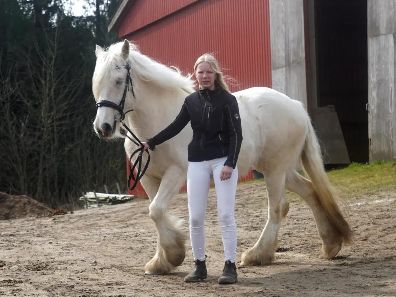 Billede 15 - Irish cob hoppe palomino