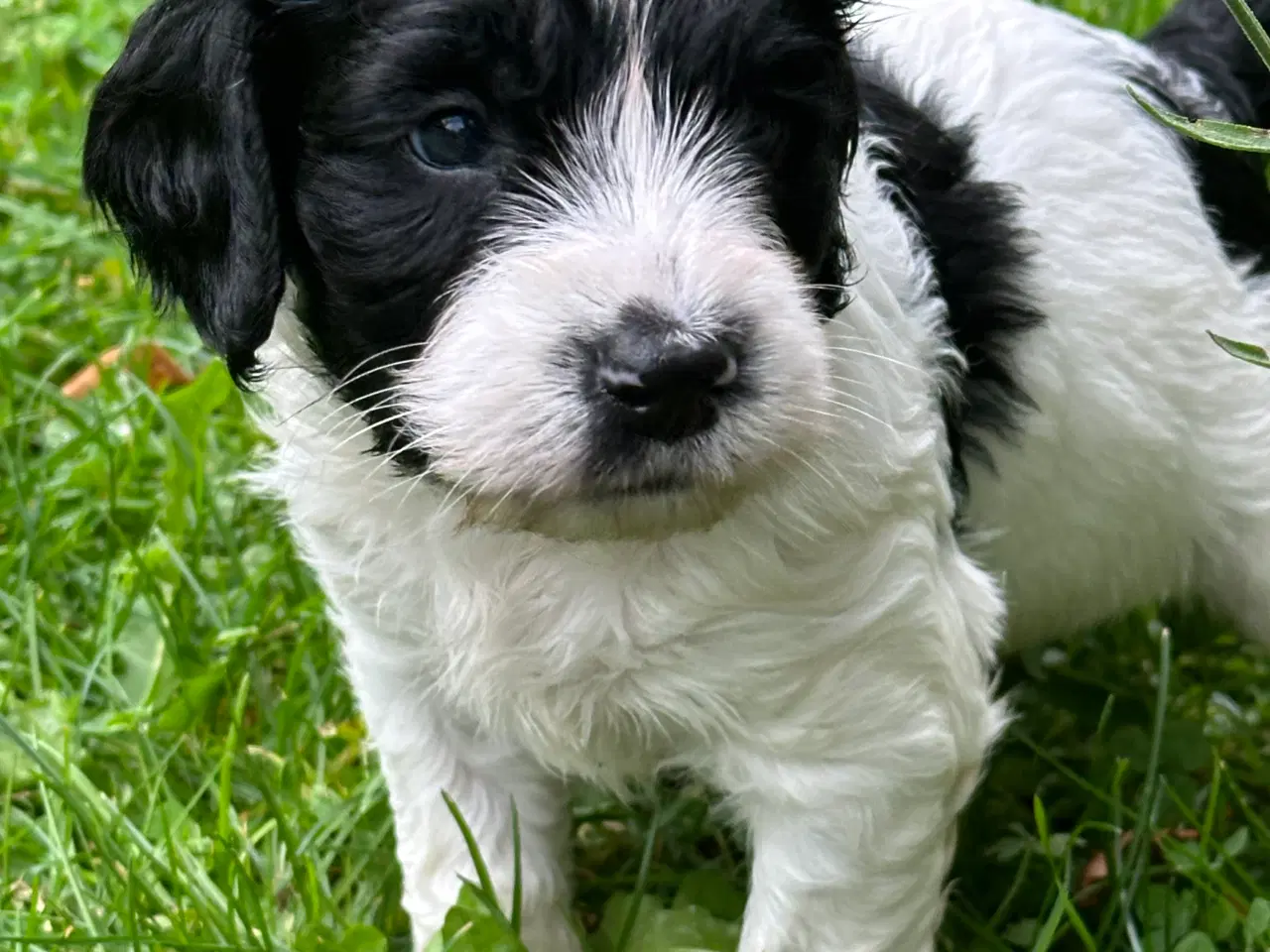 Billede 7 - Springer spaniel/puddel hundehvalpe sælges