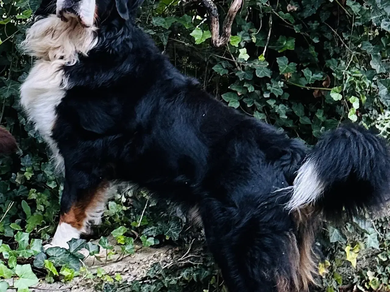 Billede 4 - Berner Sennen & Labrador - Bedækning tilbydes