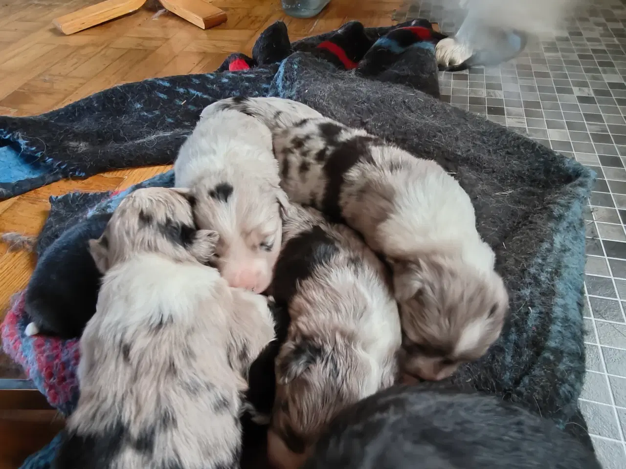 Billede 3 - Sødeste Border collie hvalpe