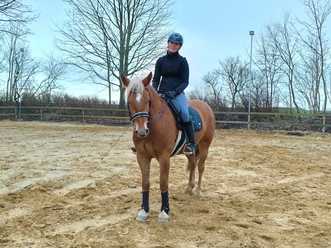 Billede 2 - Kommende allround hest