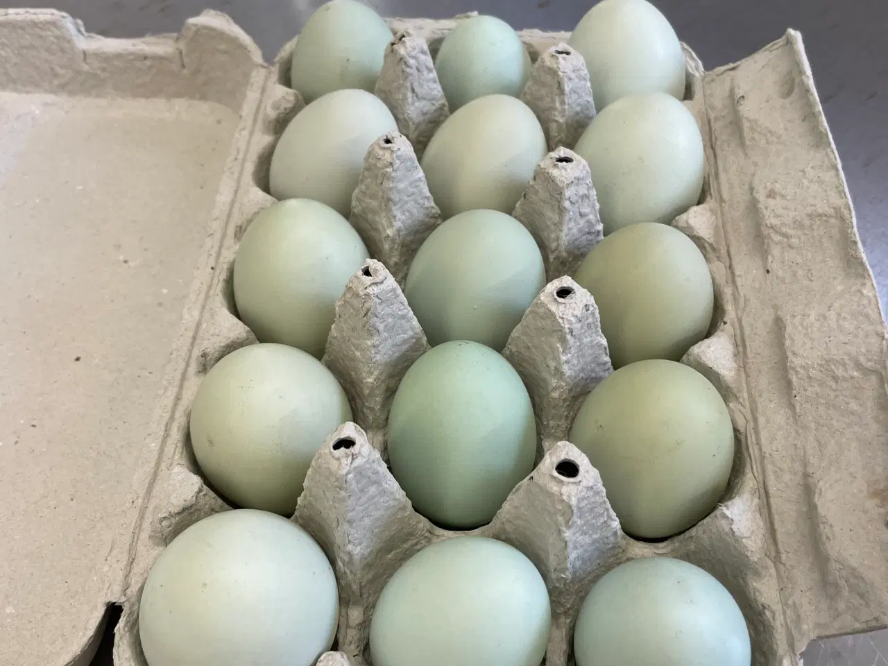 Billede 1 - Engelsk Araucana rugeæg