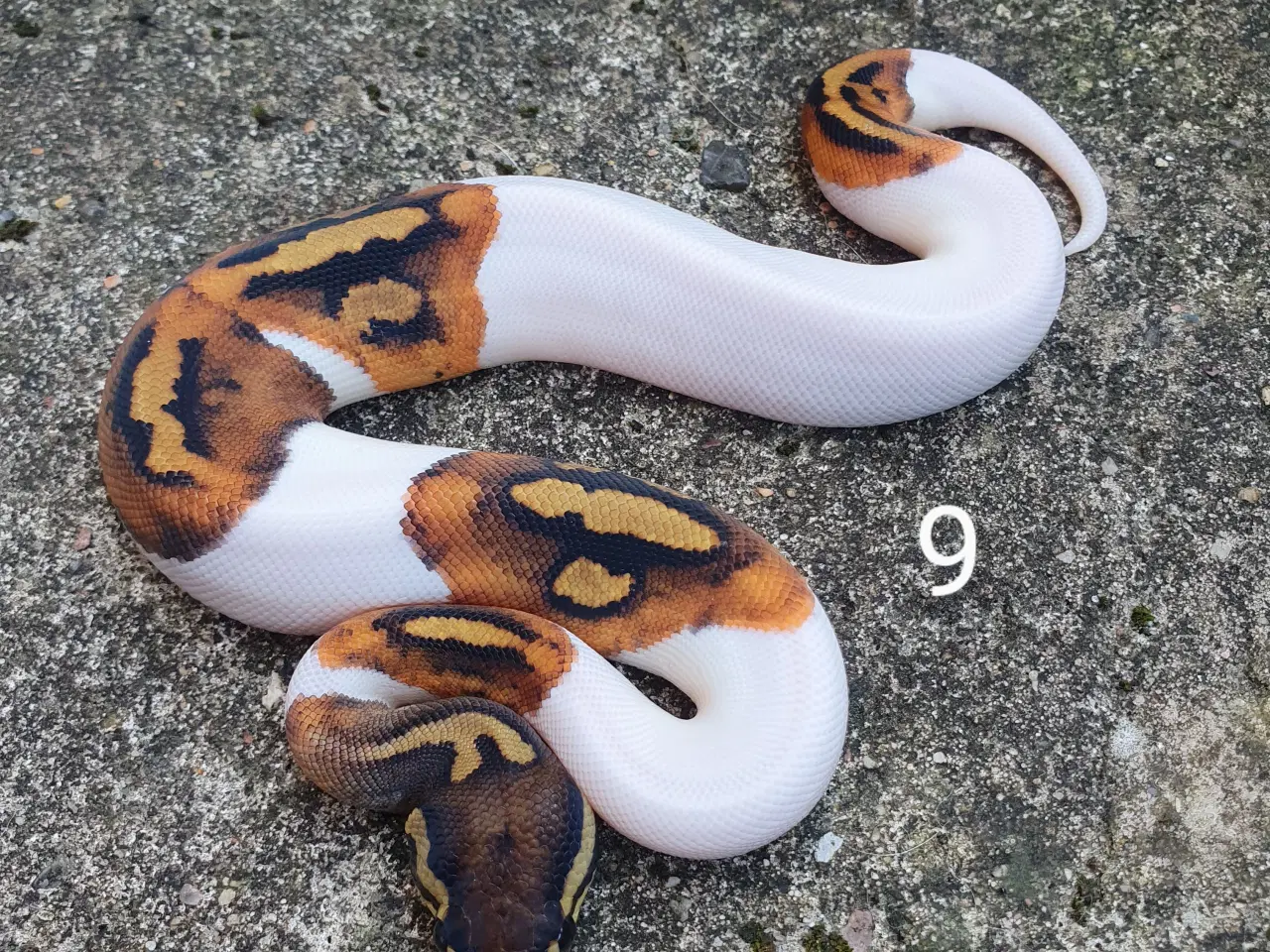 Billede 9 - Pied kongepythons. Opdateret.