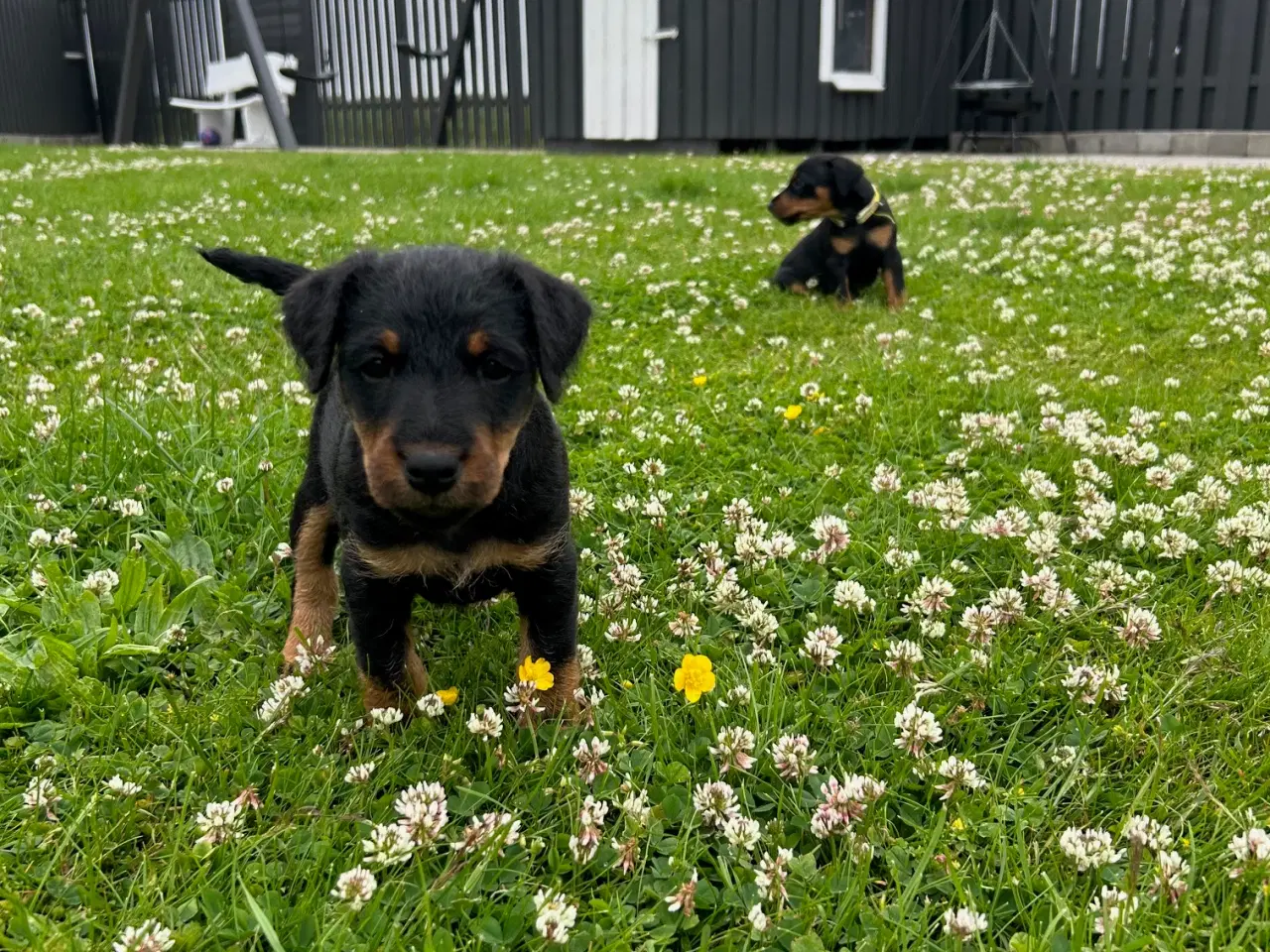 Billede 5 - Tysk jagtterrier hvalpe