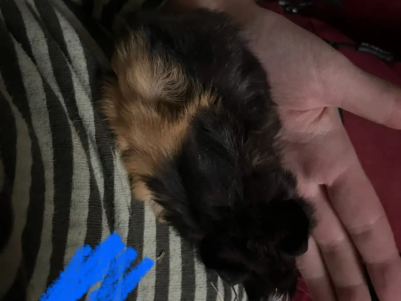 Billede 9 - Marsvin drenge unger og nesten voksne