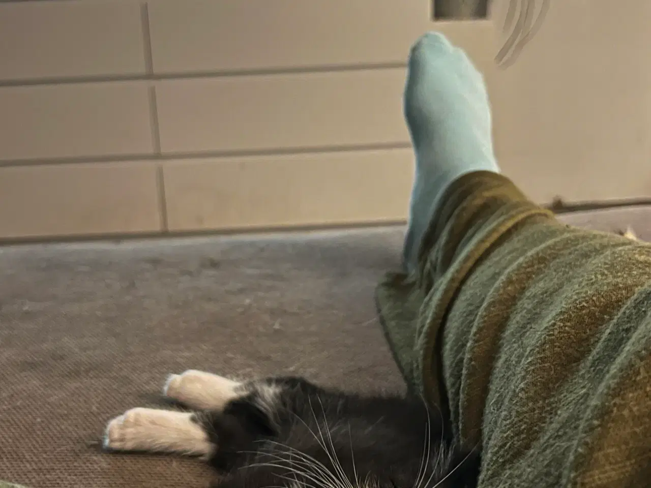 Billede 14 - Han-killing, Maine Coon-blanding 