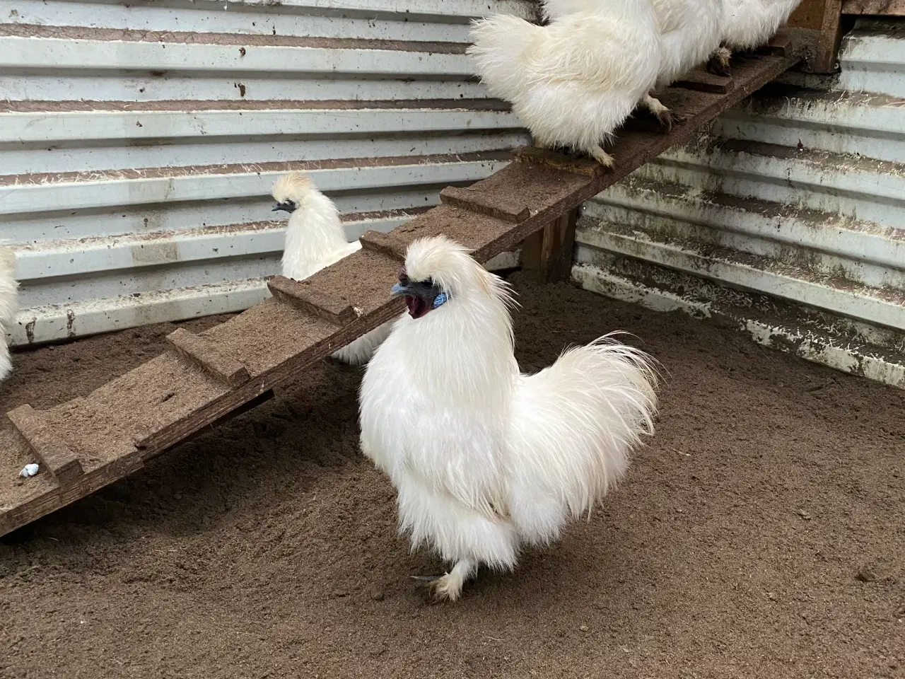 Billede 2 - Dværg kyllinger 