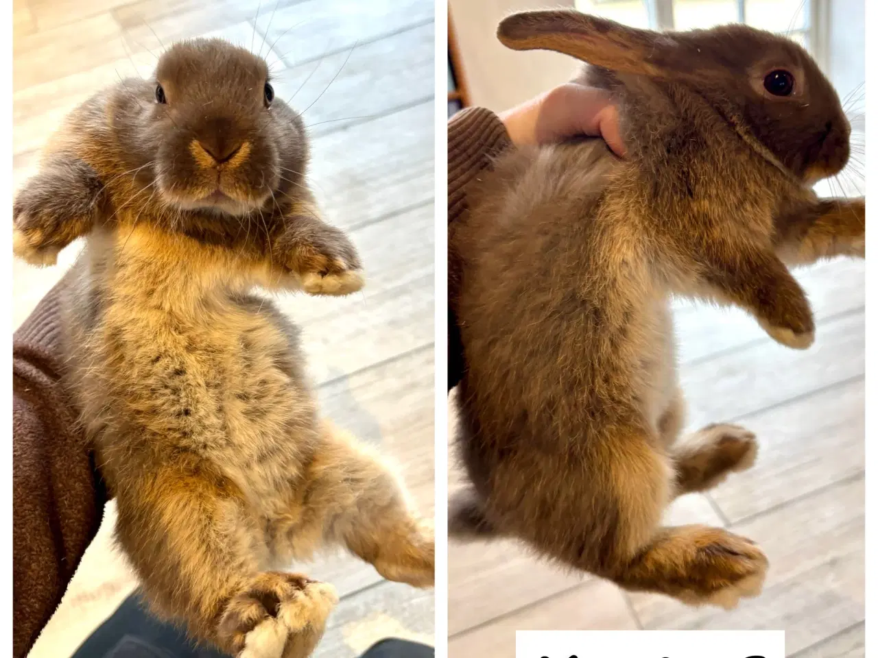 Billede 4 - De sødeste kaninunger