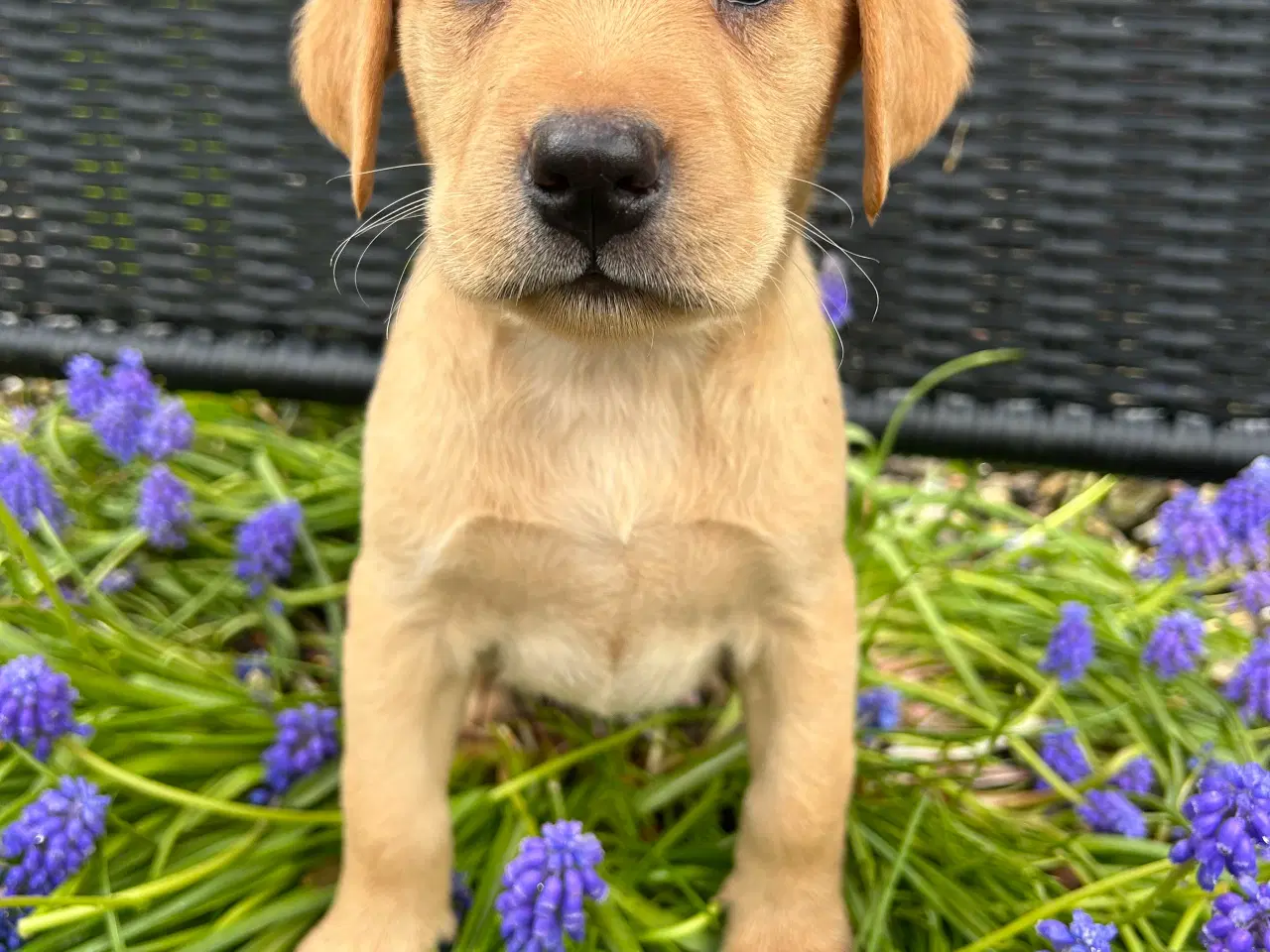 Billede 9 - Racerene RED FOX labrador af bedste familliehunde 