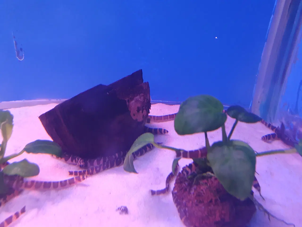 Billede 3 - **Kuhli ål til salg 🐟✨🌊**