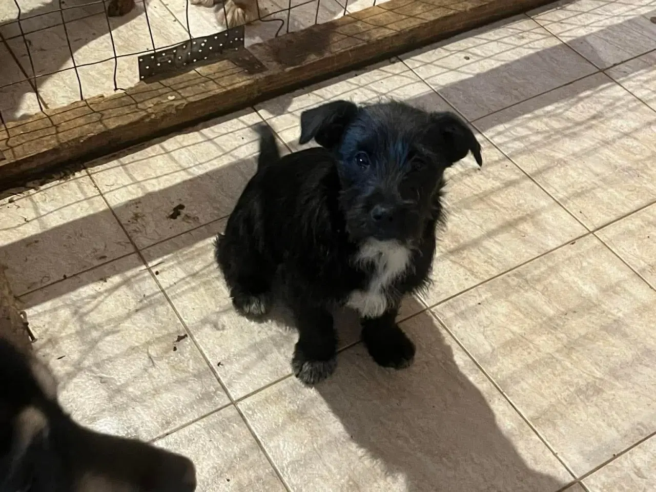 Billede 3 - Asta basta søger hjem 