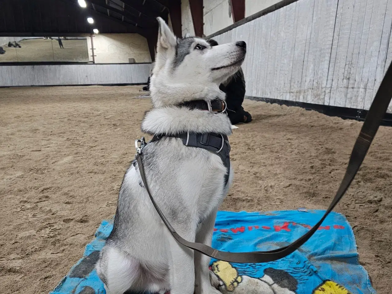Billede 1 - Husky 10 mdr