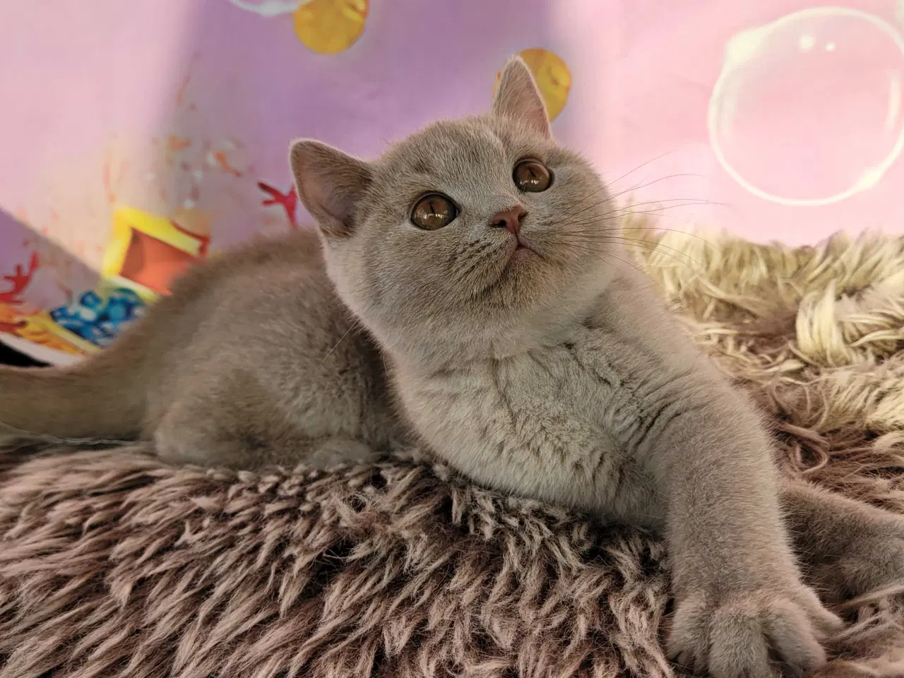 Billede 1 - Bsh hunkilling fawn