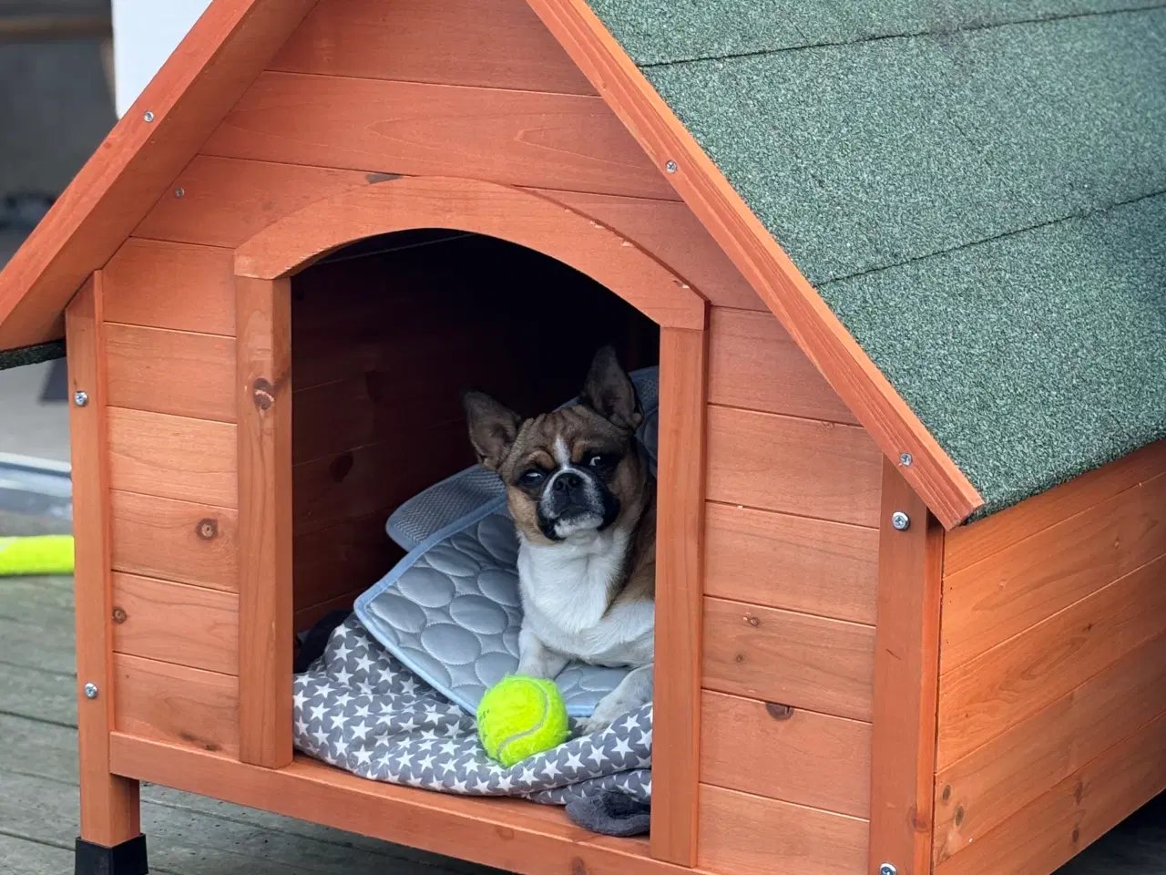 Billede 6 - Dejlig hanhund tilbydes til avl. 