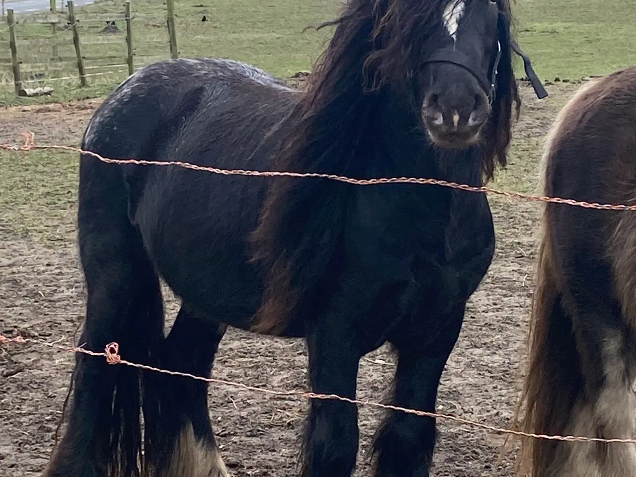 Billede 6 - Mini Irish cob hingsteføl 