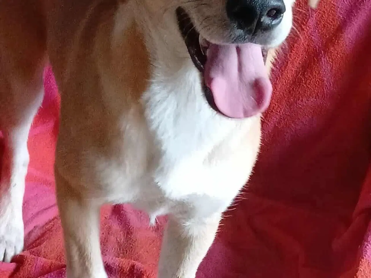 Billede 7 - Dino ønsker sig en familie i julegave