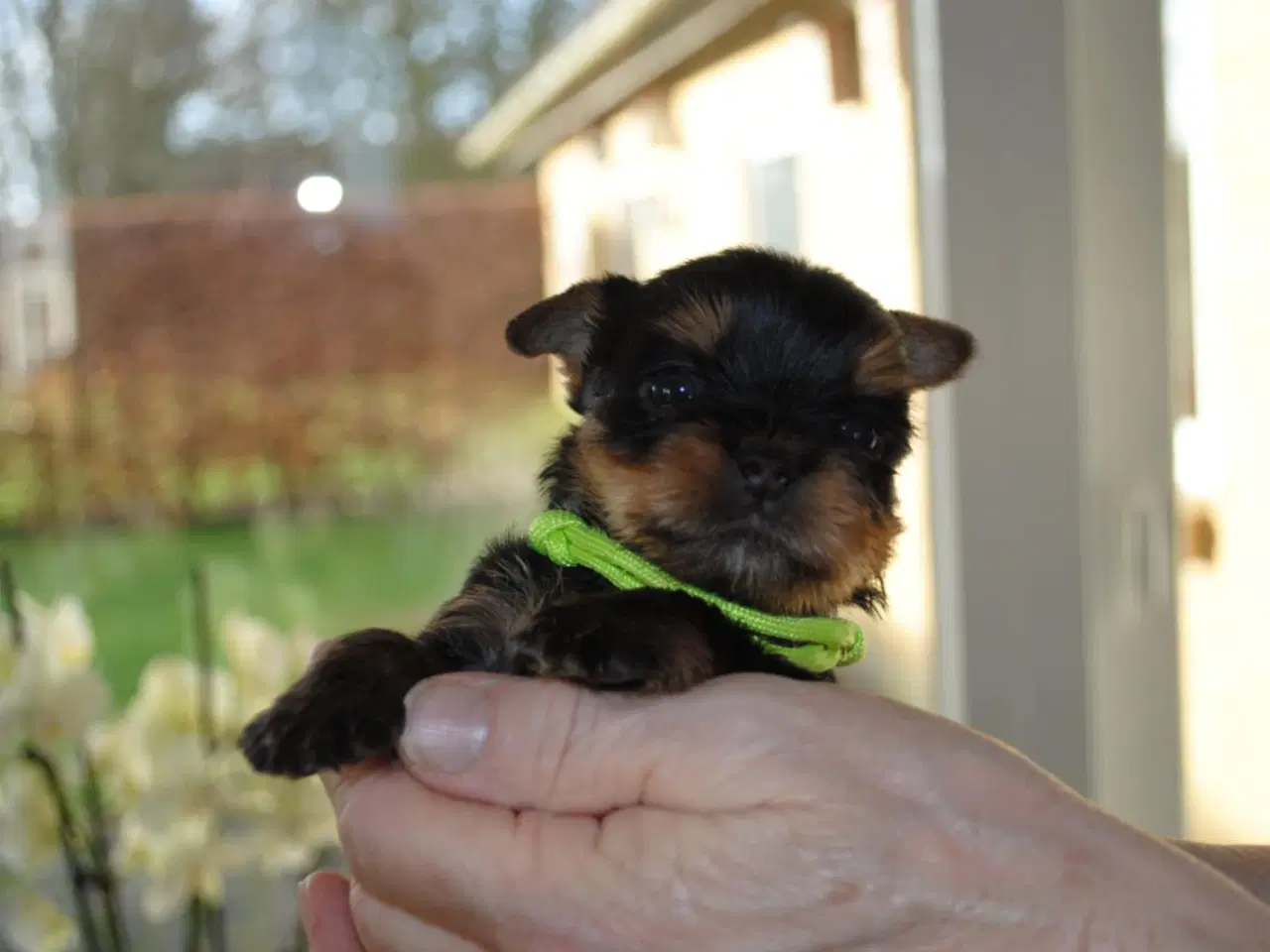 Billede 2 - Yorkshire Terrier hvalpe.