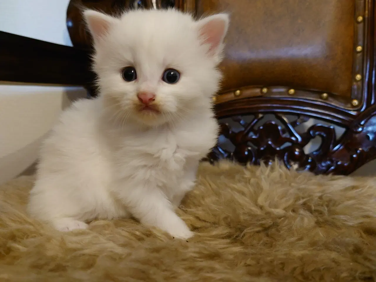 Billede 3 - Maine coon killinger Far med tavle