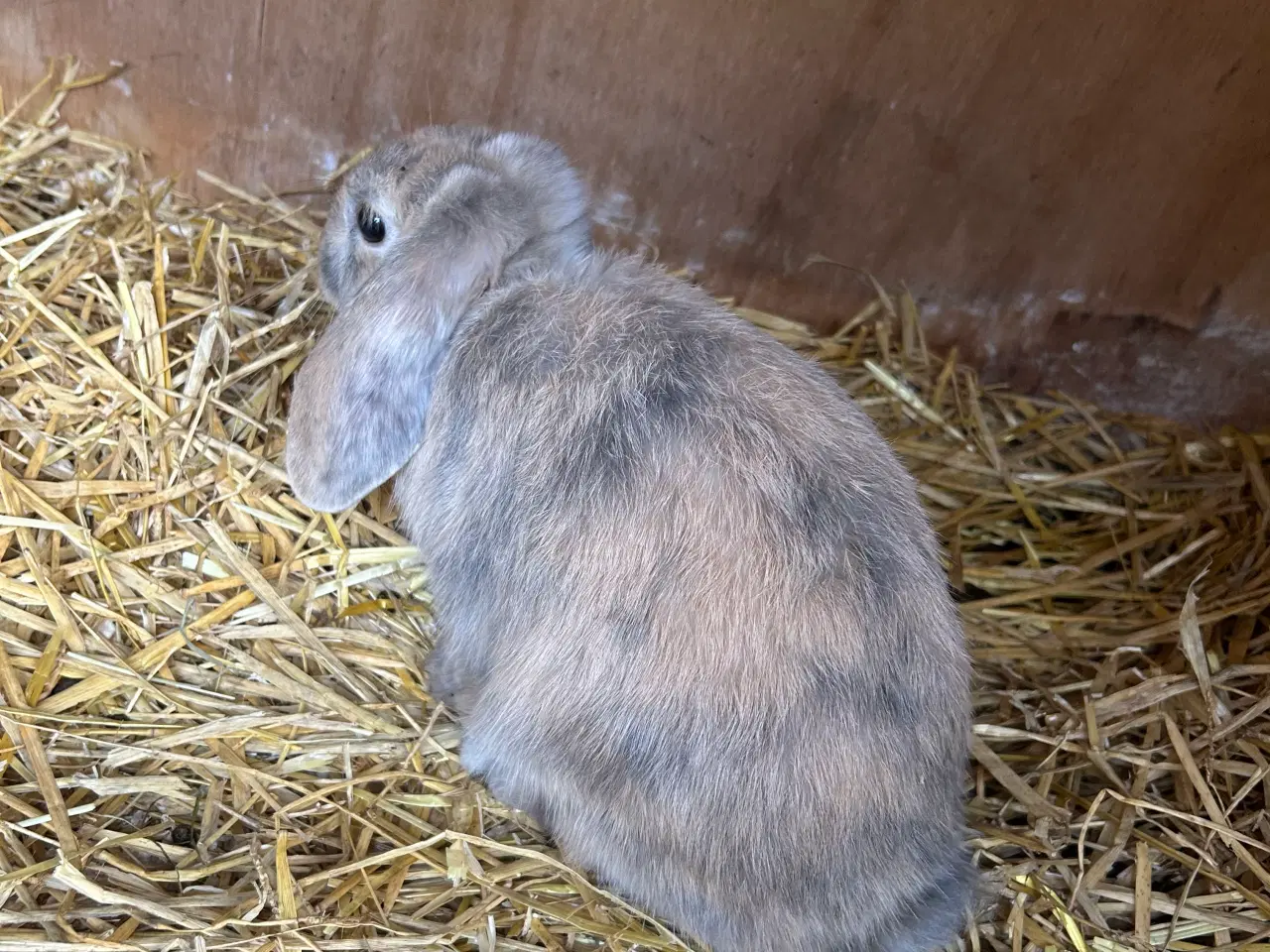 Billede 5 - Dværg vædder 