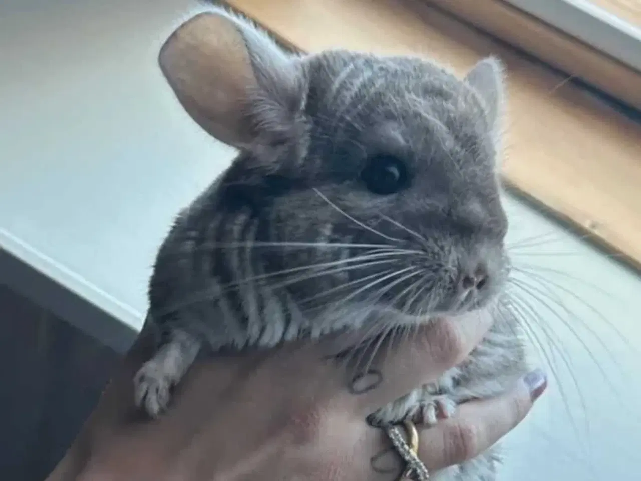 Billede 3 - Chinchilla Hun 🪻