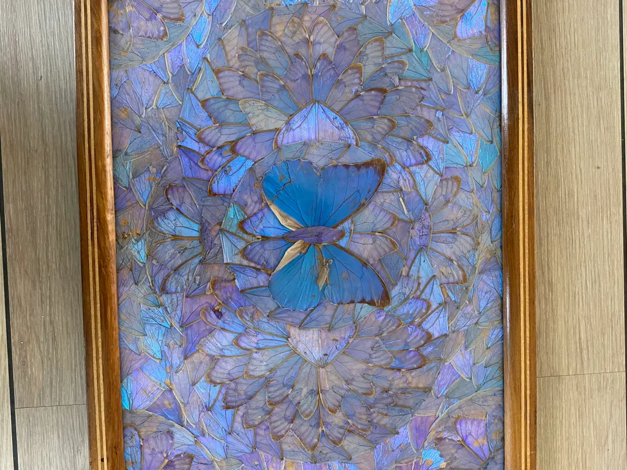 Billede 2 - Sommerfugle bakker