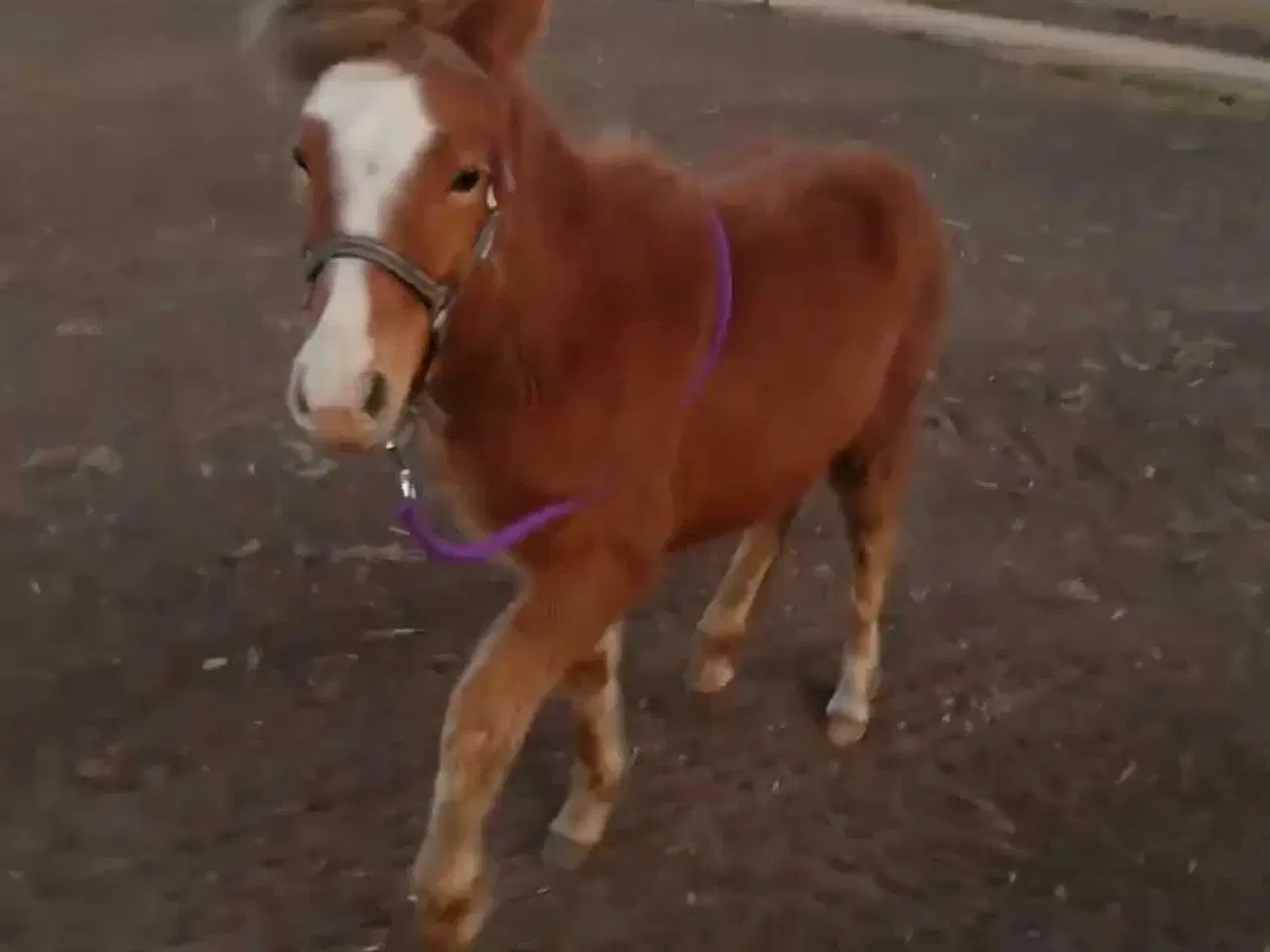 Billede 2 - Søger gratis projekt- eller problemhest🌸