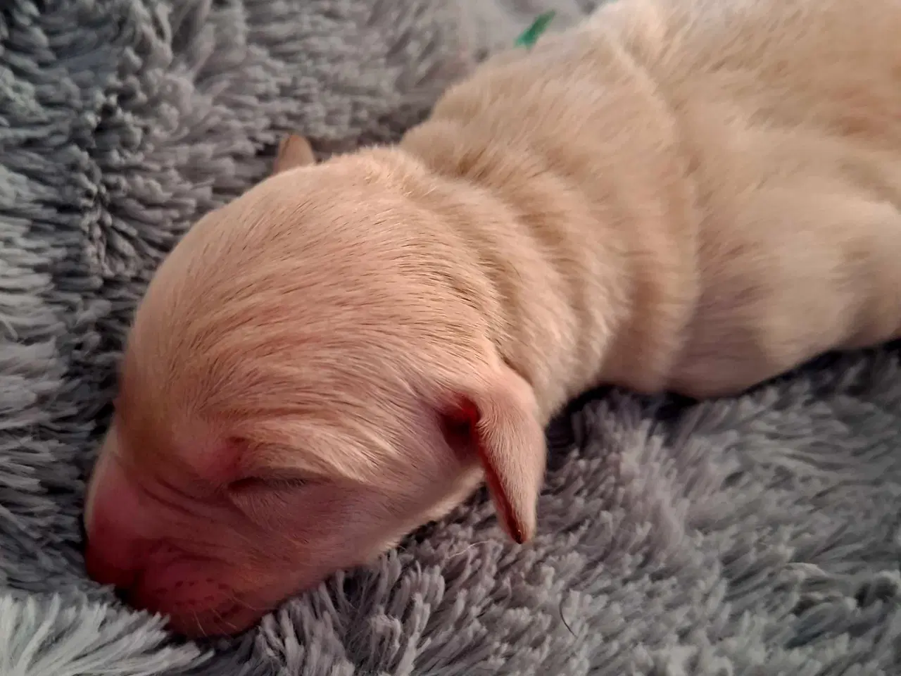 Billede 1 - De lækreste blandingshvalpe