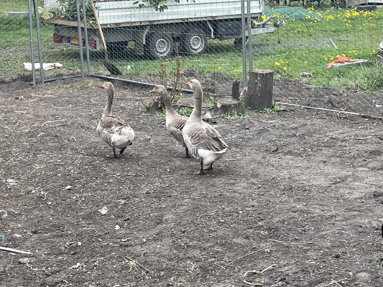 Billede 2 - Gammel dansk landrace grågæs
