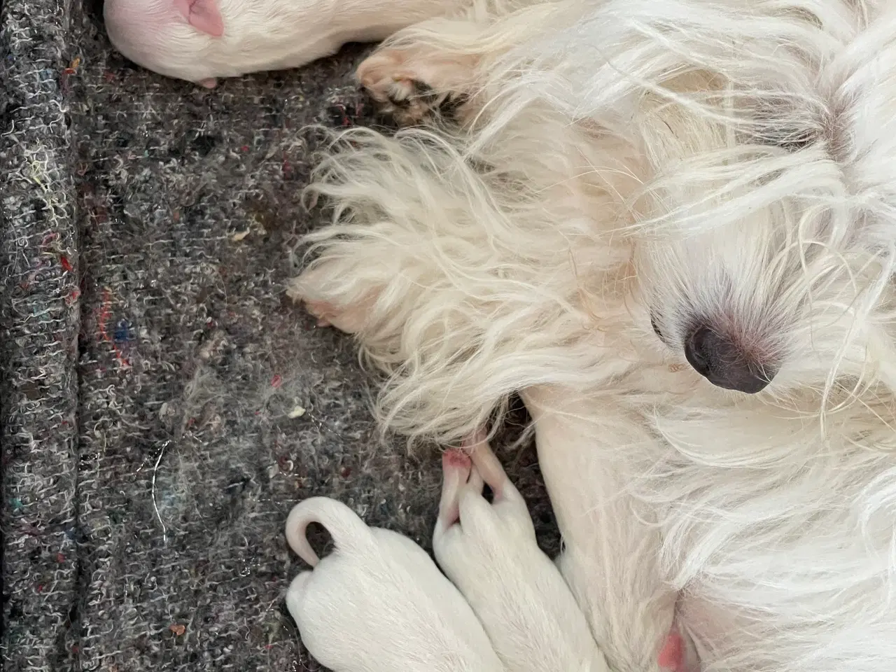 Billede 2 - 4 flotte Coton hvalpe