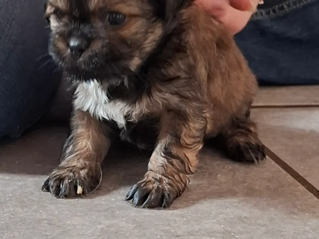 Billede 9 - Lækre uldtotter 