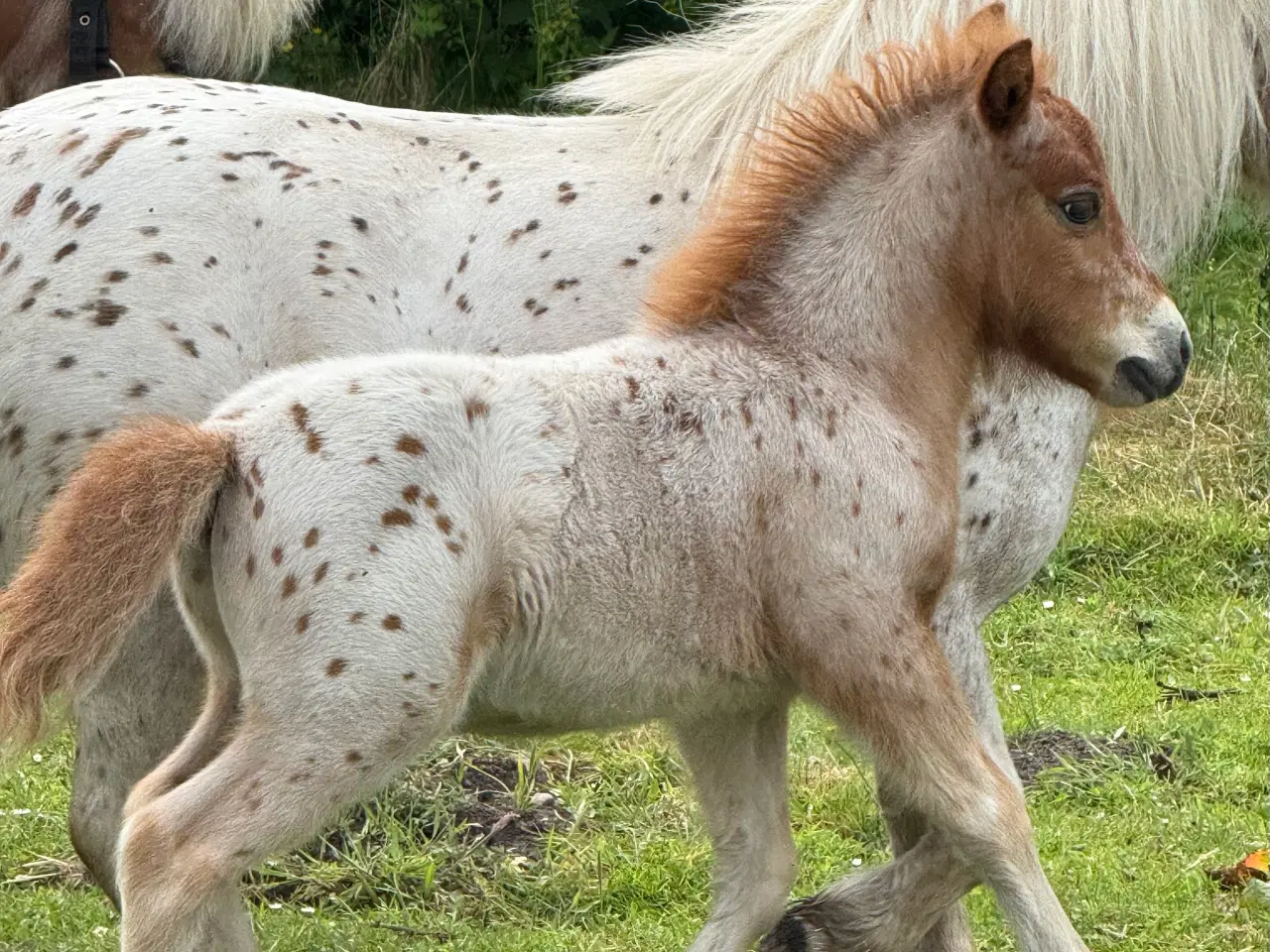 Billede 11 - Mini Pony 