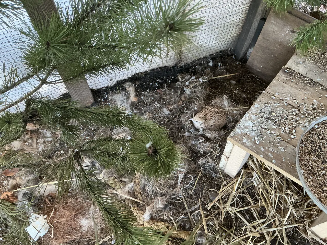 Billede 2 - Jumbo vagtel høne