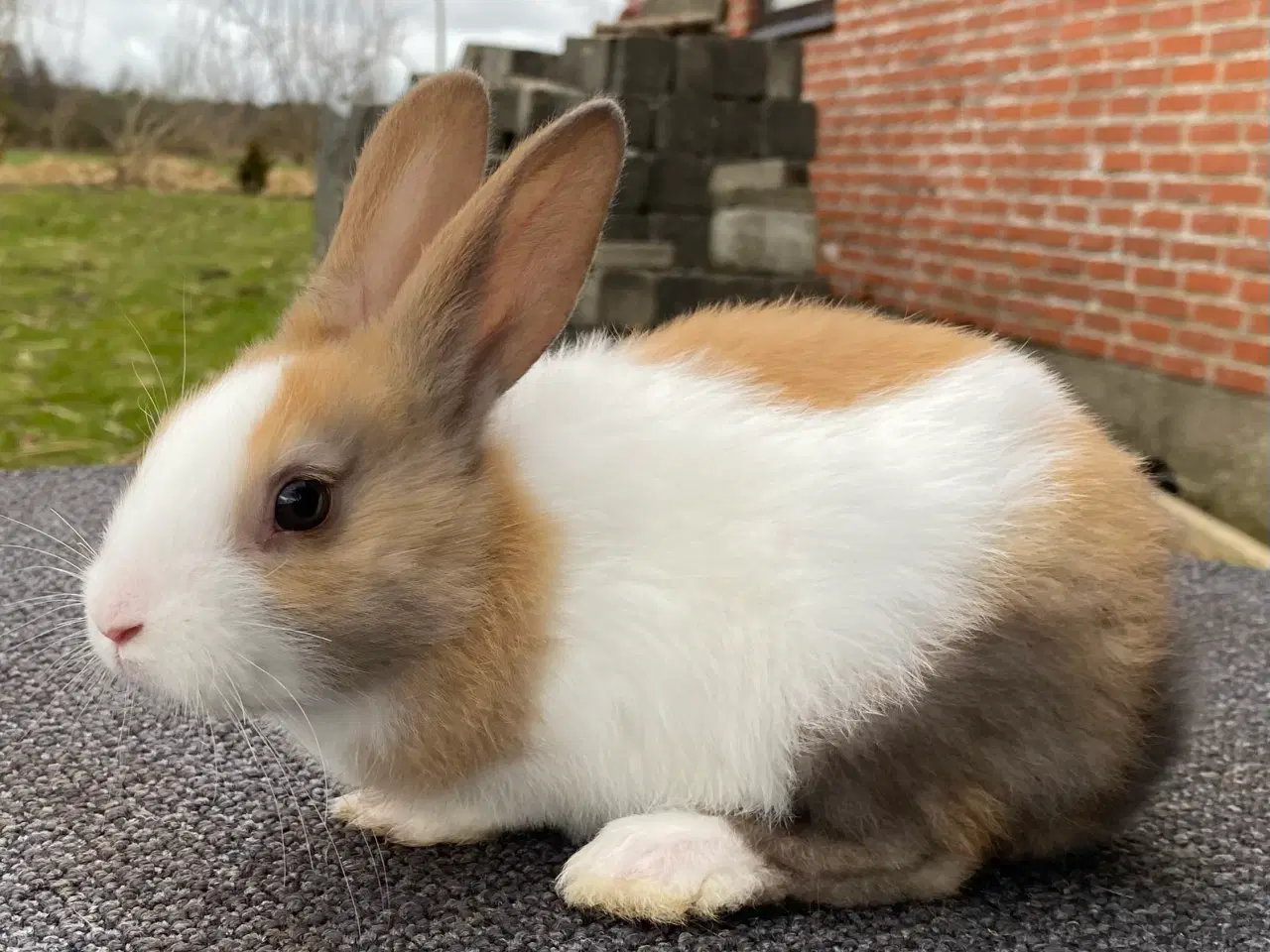 Billede 7 - HOLLÆNDER HAN MADAGASCAR