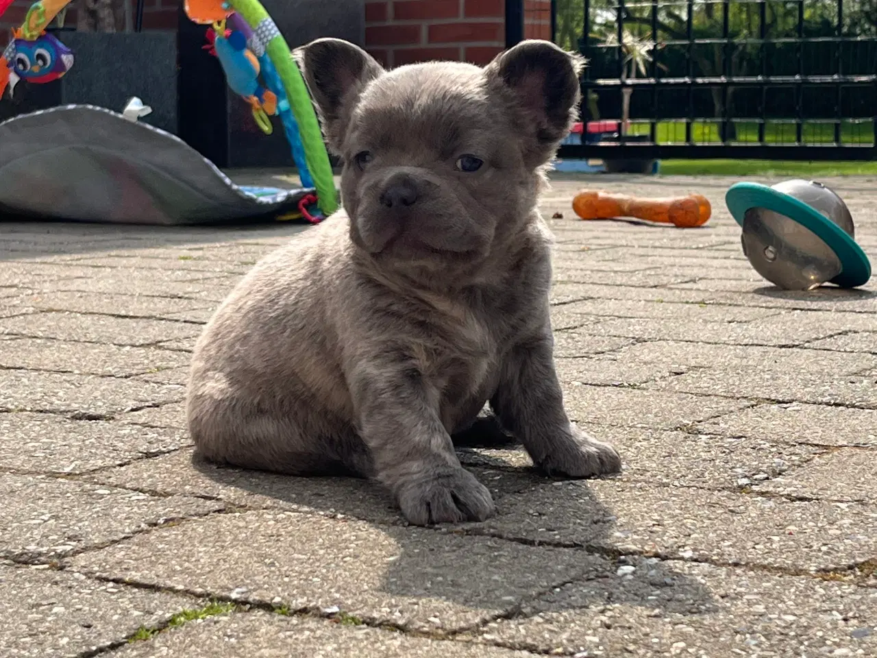 Billede 8 - Fluffy fransk bulldog med stamtavle