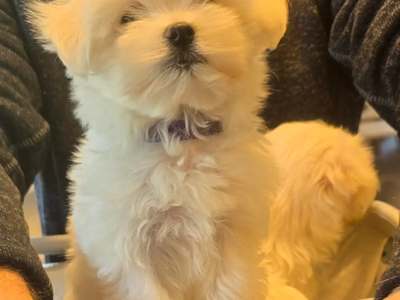 Billede 3 - Bichon-hvalpe søger nye hjem .