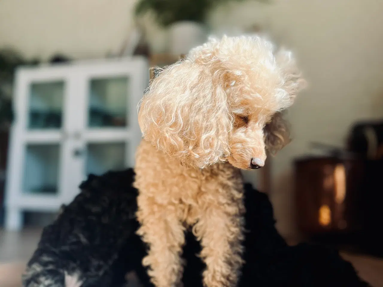 Billede 5 - Toy puddel hvalpe sælges