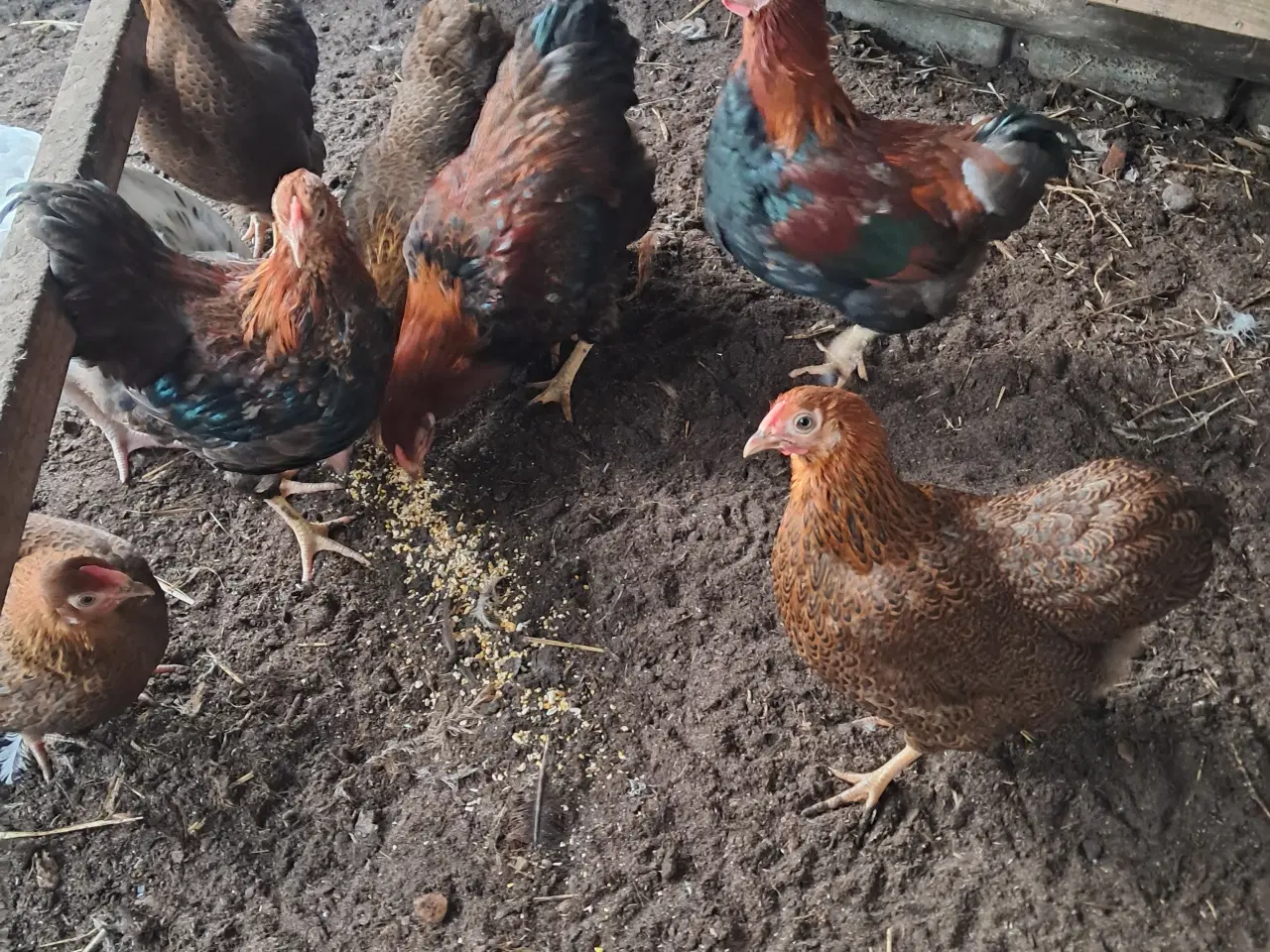 Billede 3 - Agerhøne farvet dværg wyandotter 