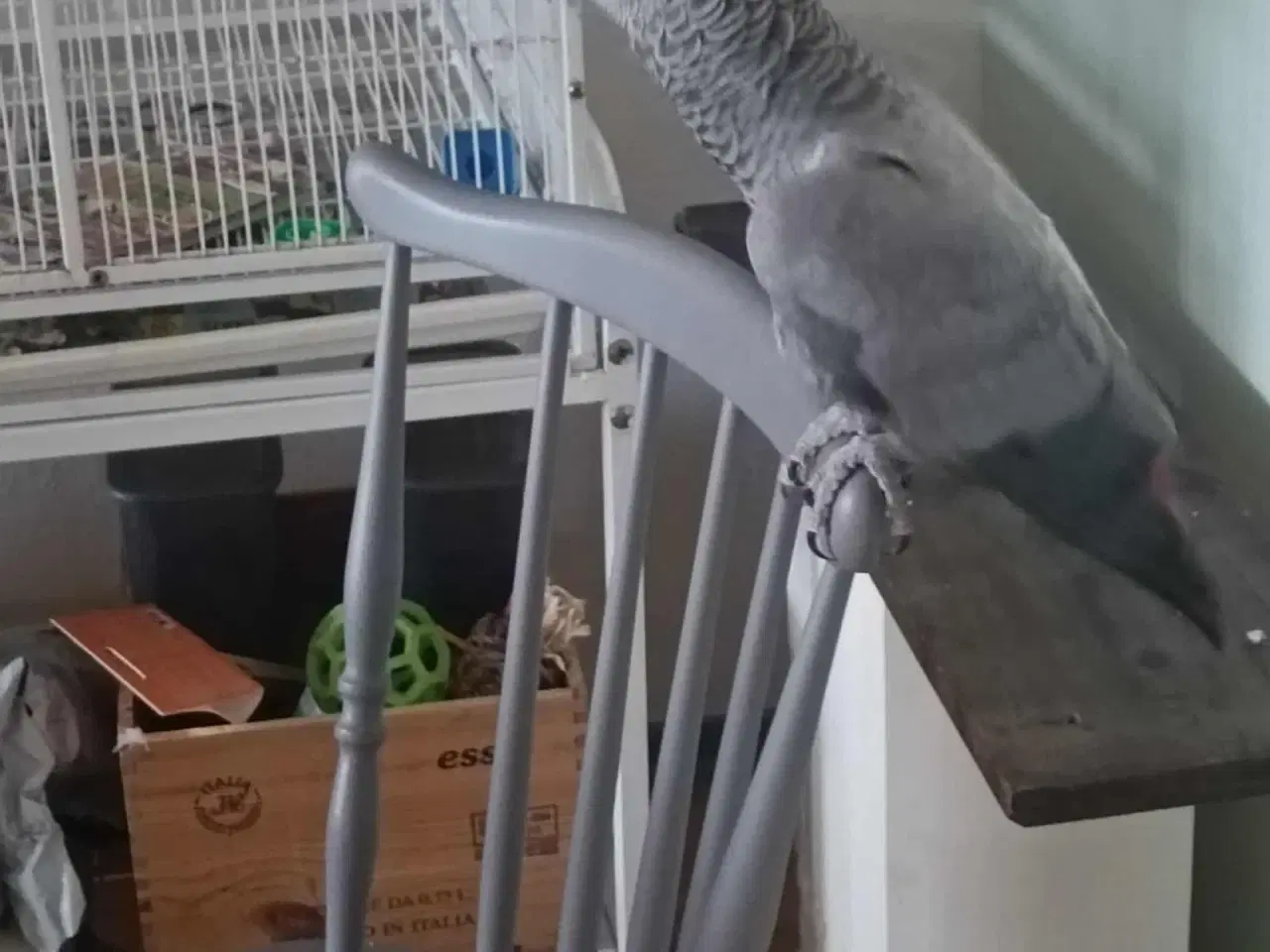 Billede 6 - Grå Jaco 