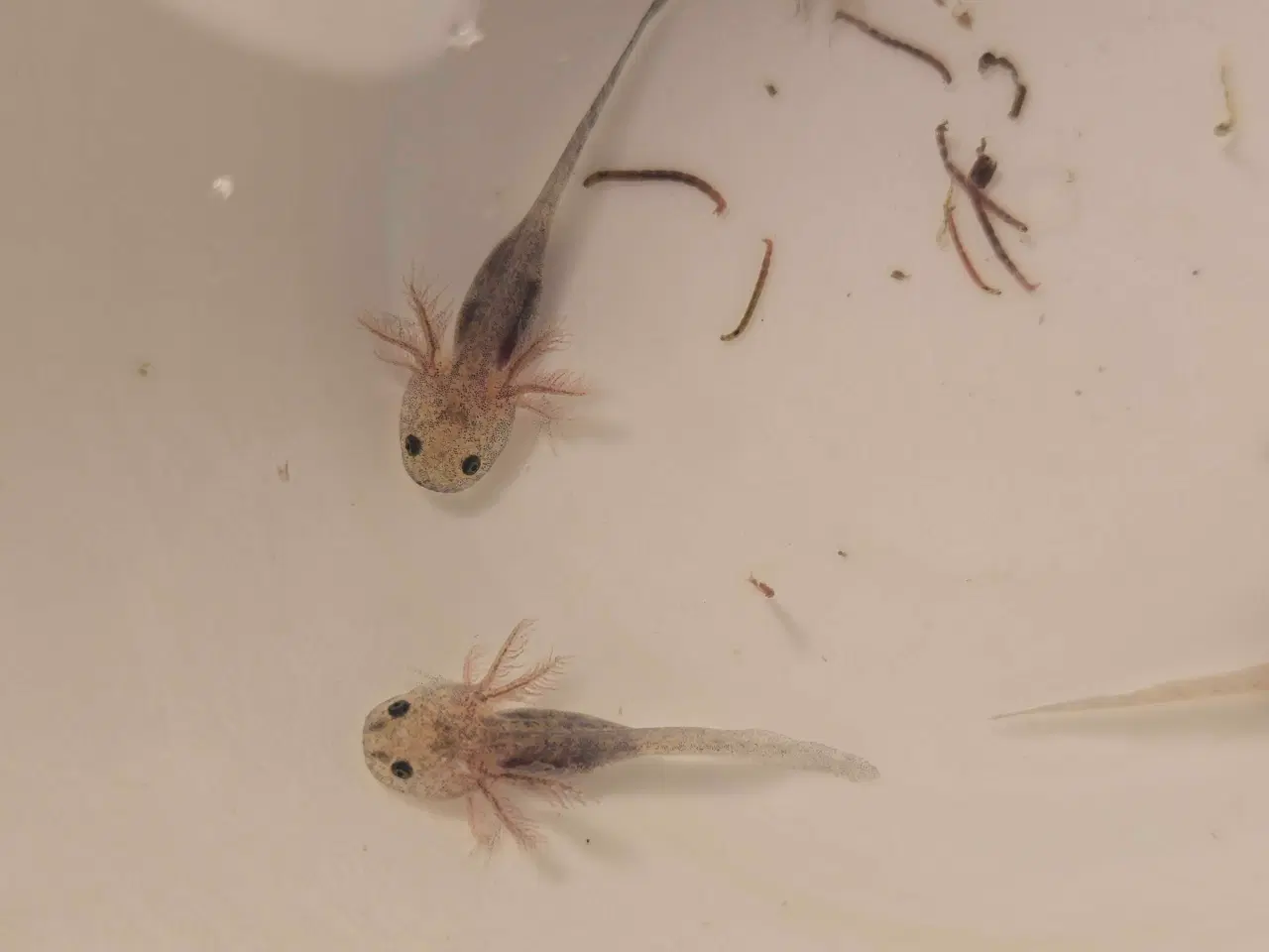 Billede 2 - Axolotl unger fra kendte linjer 