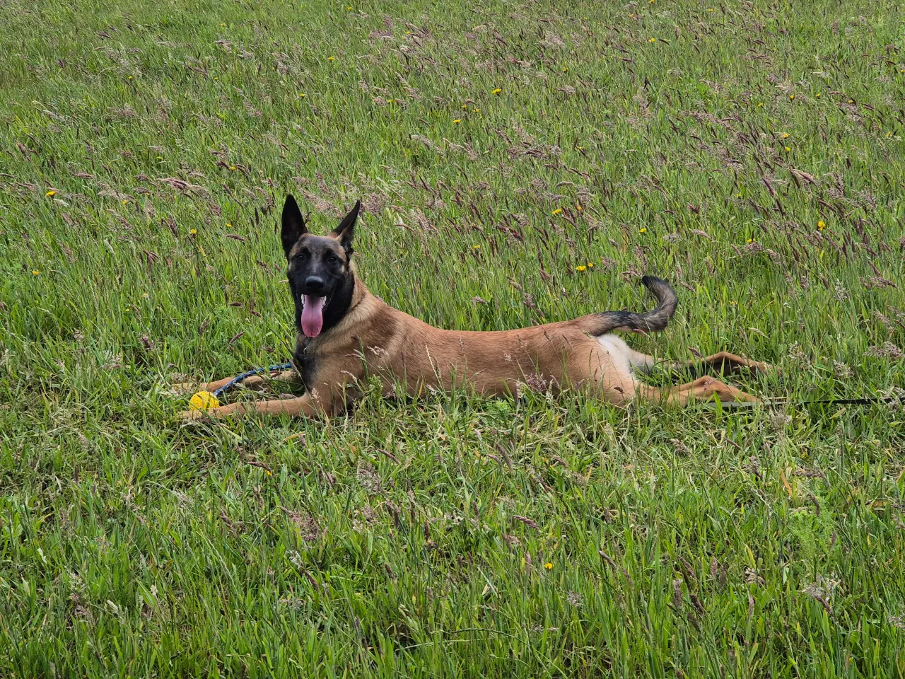 Billede 1 - Belgisk Hyrdehund - Malinois