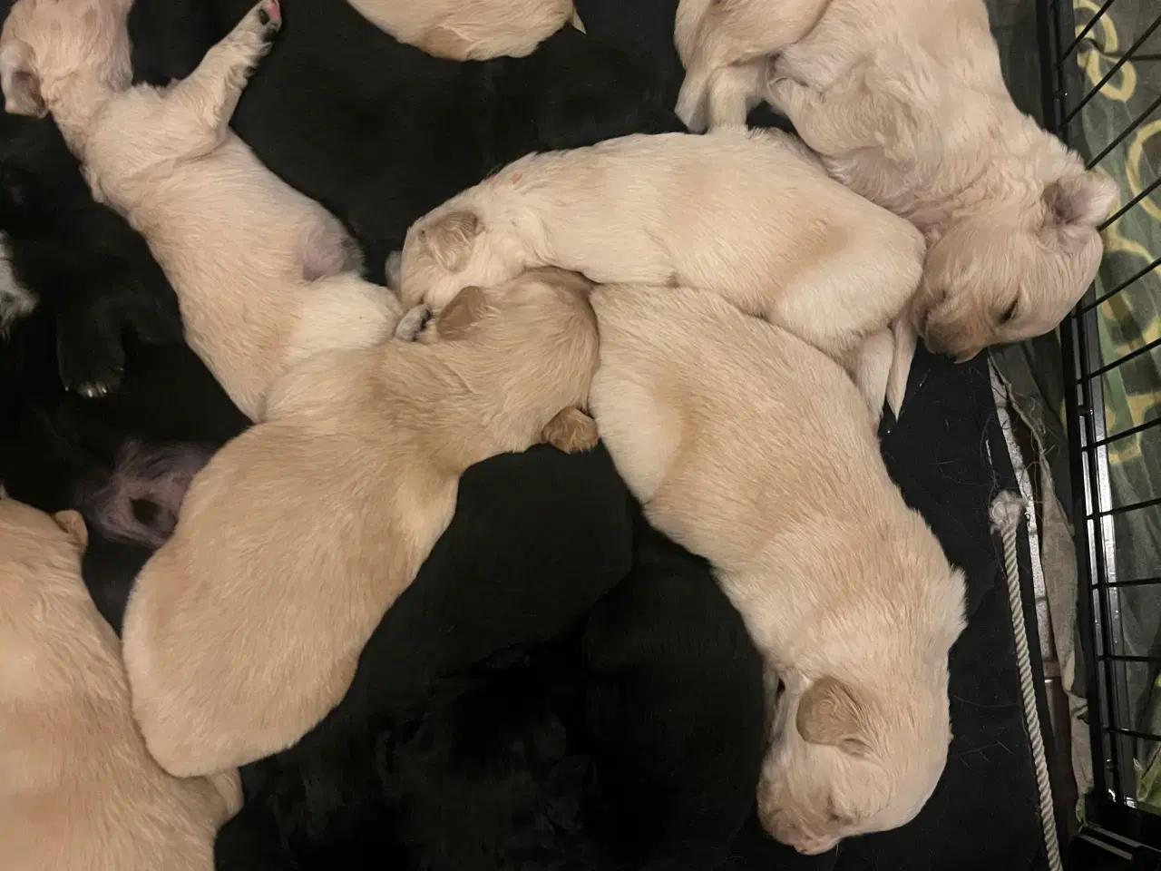 Billede 18 - Familie hunde søger nyt hjem