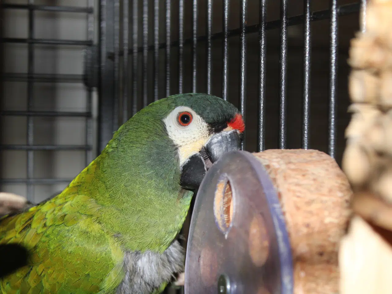 Billede 1 - Rødrygget Dværgara