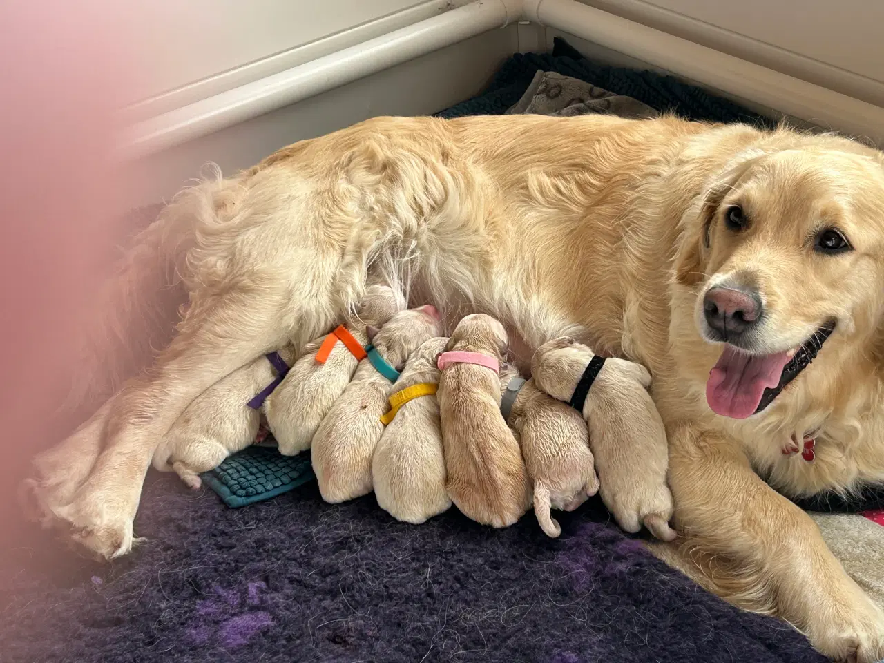 Billede 1 - Golden Retriver hvalpe