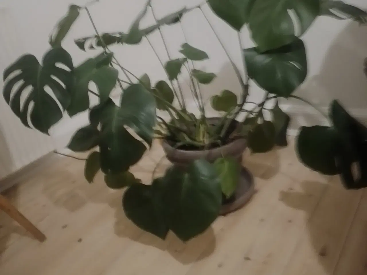 Billede 2 - Flot grøn plante med krukke og underskål.