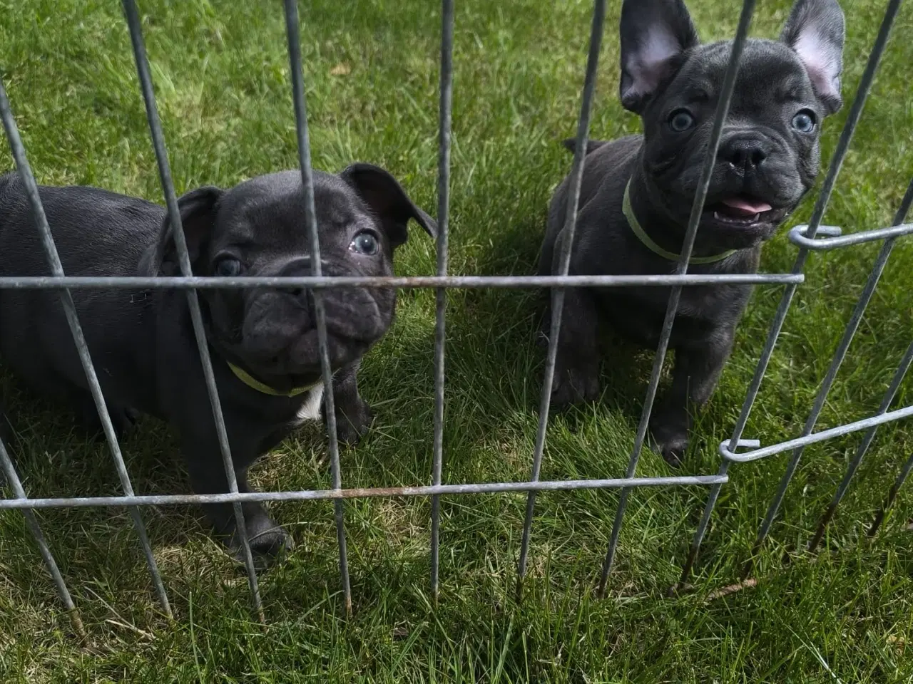 Billede 5 - DK FINESTE FRANSKEBULLDOG HVALPE I BLÅ FARVE