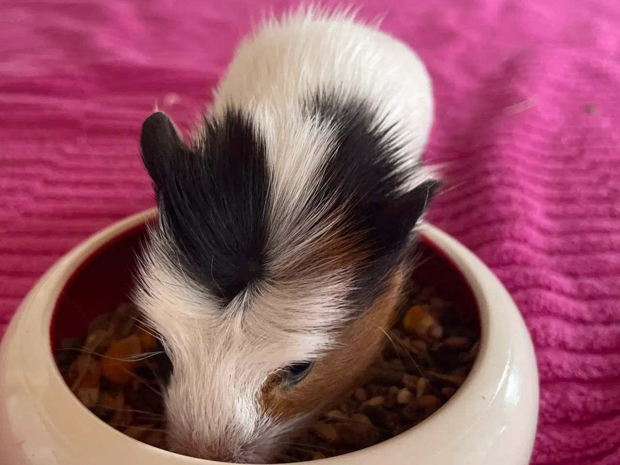 Billede 2 - Han unge 6 uger gammel